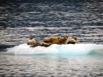 Prince William Sound 26 Glacier Cruise